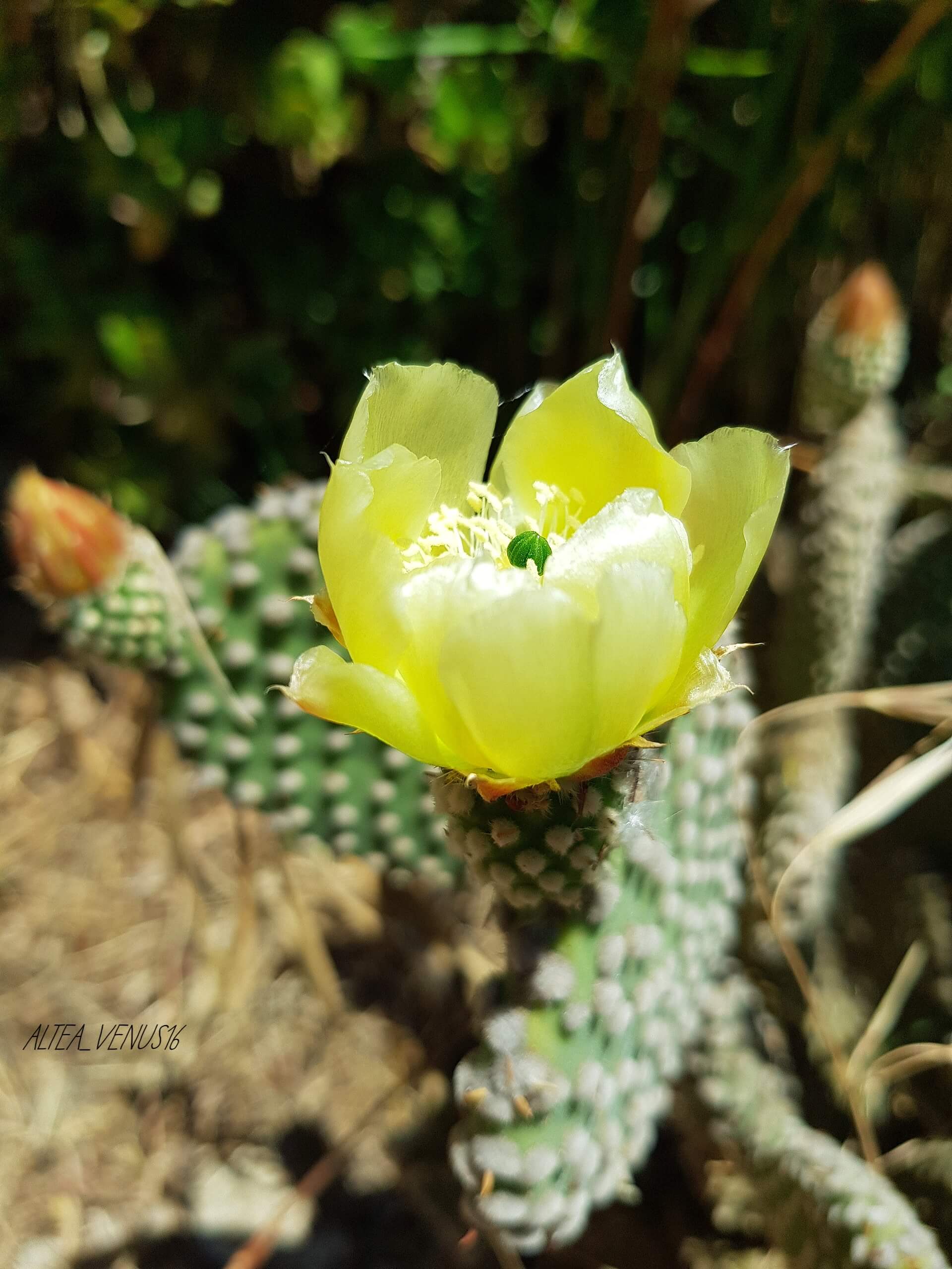 porto antico e giardini tour Palermo
